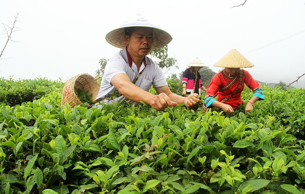 1图一:采青.项目传承人黄尤新(左一)在茶园里采摘茶叶._副本.jpg.jpg