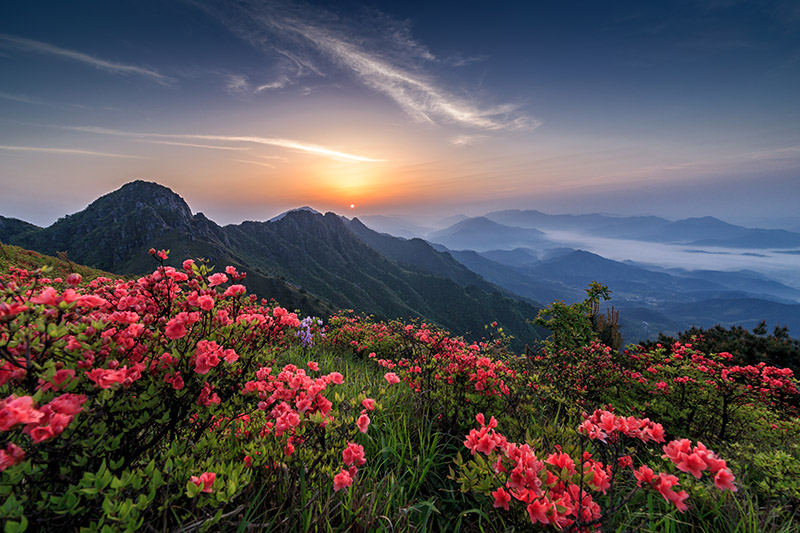 《白崖山上杜鹃红》