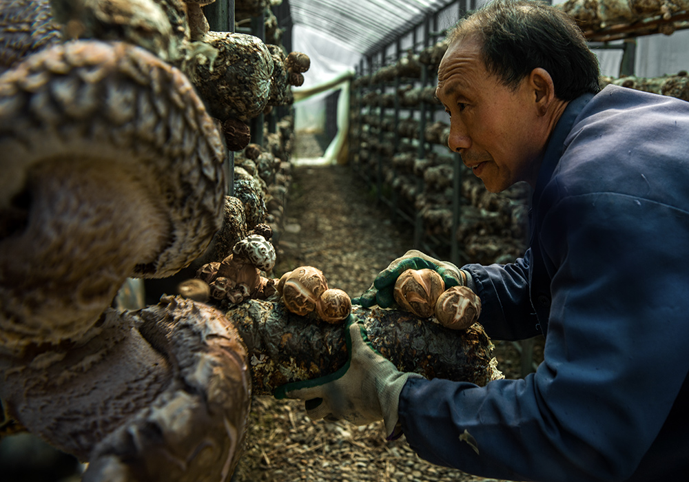 拍摄于湖北远安县茅坪场镇瓦仓村羊肚菌种植场.