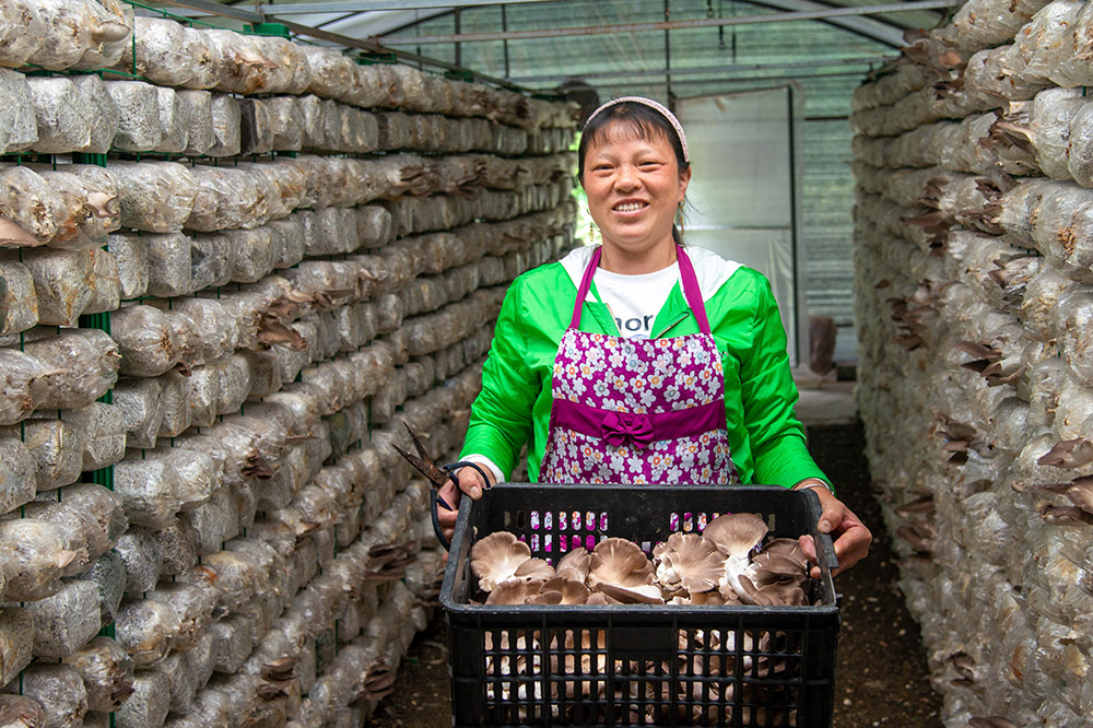 食用菌种植基地,农民工张仁云正在采收食用菌.