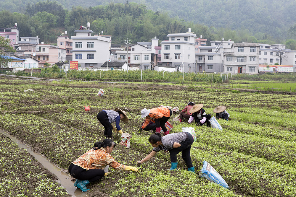 摄于广西蒙山县蒙山镇,当地农民通过种植花草,发展旅游事业,增收致富.