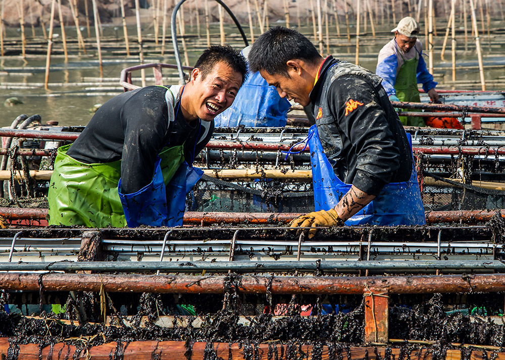 福建霞浦,海边滩涂养殖户正在作业船上收获紫菜,面对着丰硕的劳动成果