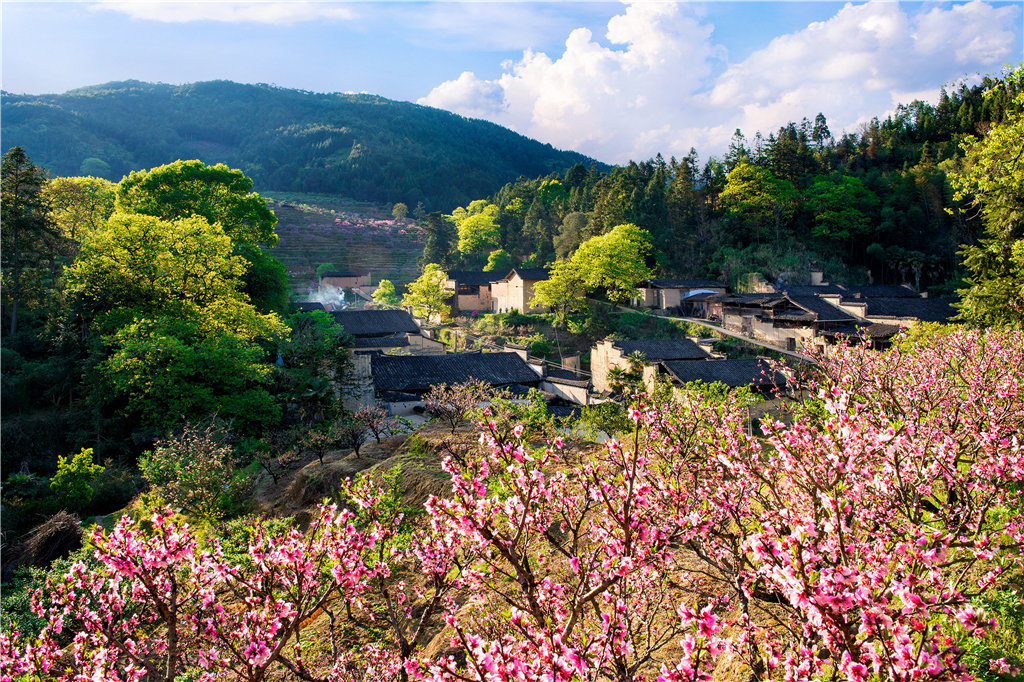 《春暖花开》2019年摄于宁德古田 春暖桃花开