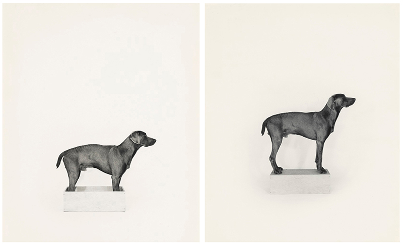 5,在盒中/在盒外1971年威廉·魏格曼(williamwegman)